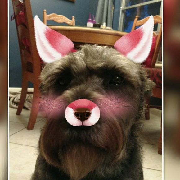 Meet your Posher, Jacqueline - Picture 3 of 3